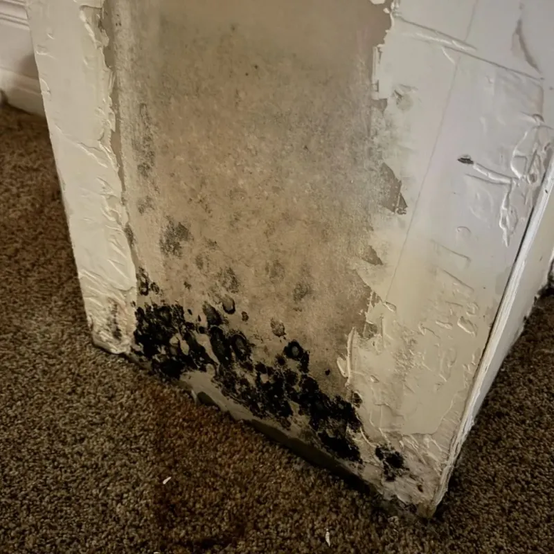 Professional Mold Removal in Powers Lake, WI